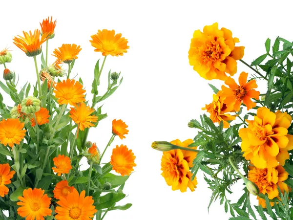 Orangefarbene Blumen Postkarte — Stockfoto