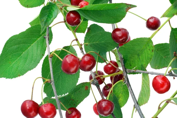 Cherry on branches — Stock Photo, Image