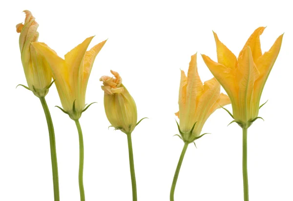 Vegetabiliska märg zucchini blommor — Stockfoto