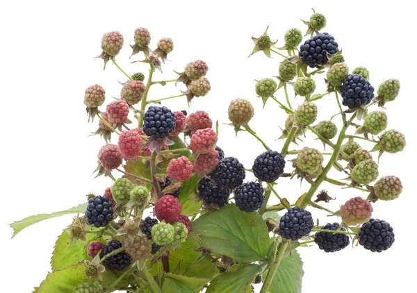 Mogna och omogna bär av en trädgård blackberry — Stockfoto