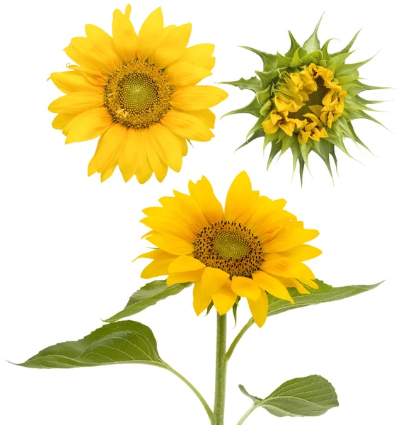Set der isolierten Sonnenblumen — Stockfoto