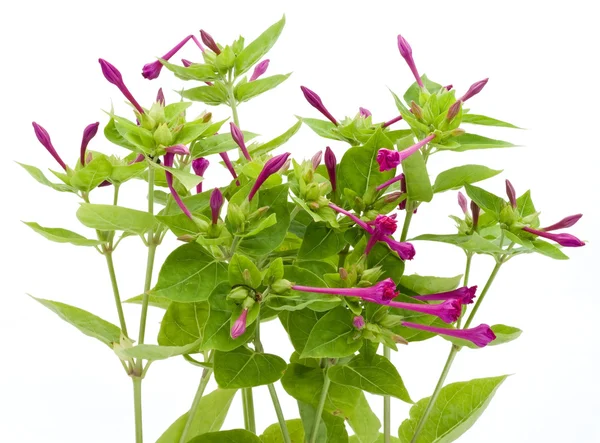 Garden plant with magenta inflorescences — Stock Photo, Image