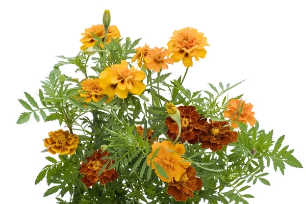 Orange franska marigold isolerade — Stockfoto