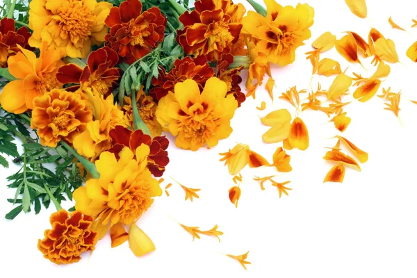 Franska marigold isolerade vykort — Stockfoto
