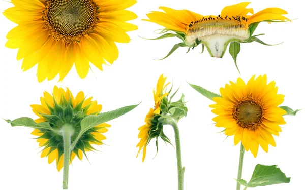 Fünf Projektionen von Sonnenblumen — Stockfoto