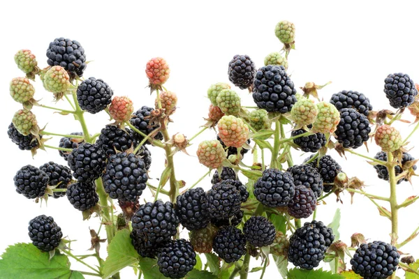 Trädgård blackberry på grenar — Stockfoto