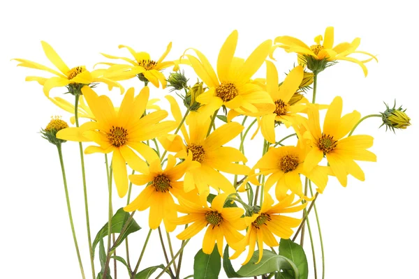 Topinambur flores amarelas fundo — Fotografia de Stock