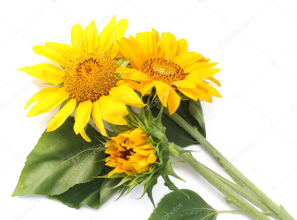 Three sunflowers on a white table