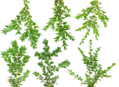 Evergreen branches Boxwood set clipart