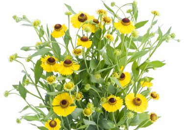 Bush of Coreopsis flowers clipart