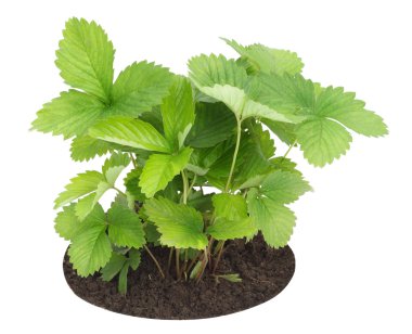 Young sapling of wild strawberry clipart