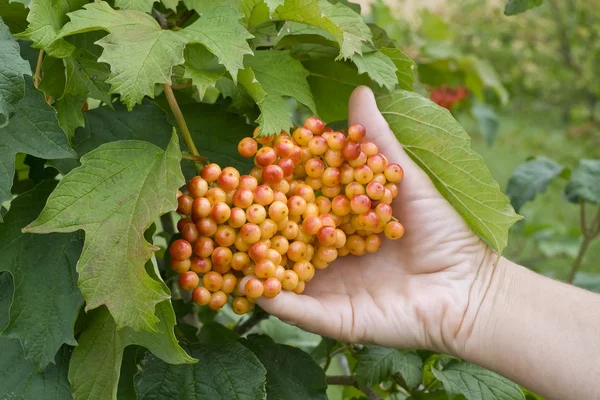 Cluster of a guelder-rose berries in a hand — Stock Photo, Image