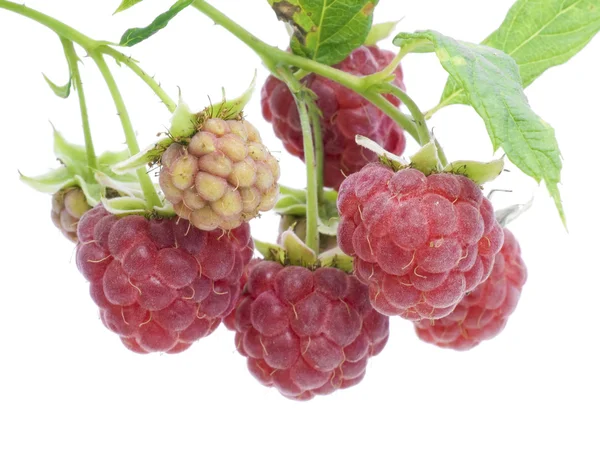 Ripe and unripe raspberry postcard — Stock Photo, Image
