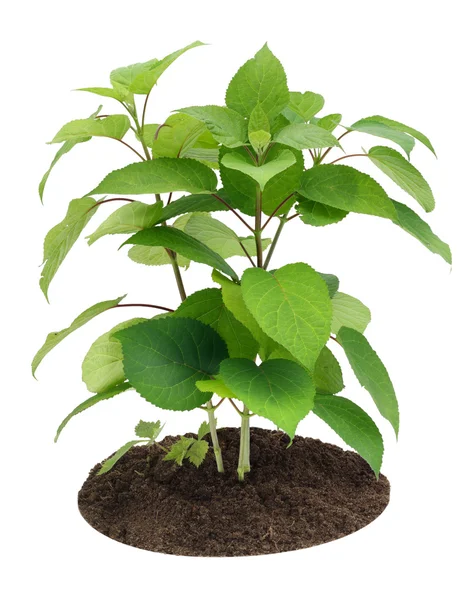 Ung planta, gro en trädgård hortensia — Stockfoto