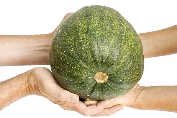 Hands of elderly farmers hold a green pumpkin — Stock Photo, Image