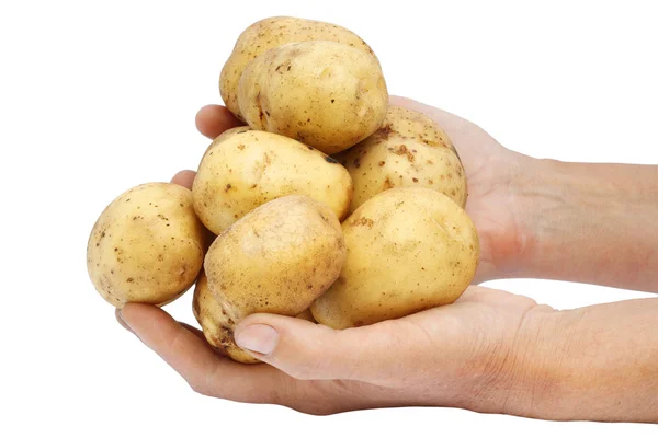 Verse aardappel in handen van de landbouwer. — Stockfoto