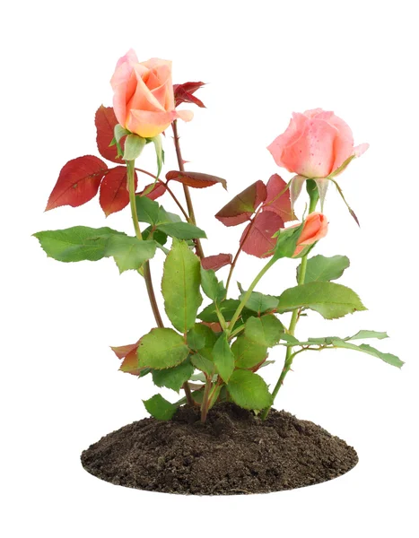 Blossoming small pink roses — Stock Photo, Image