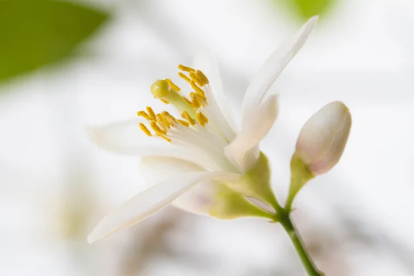 Citroen bloemen — Stockfoto