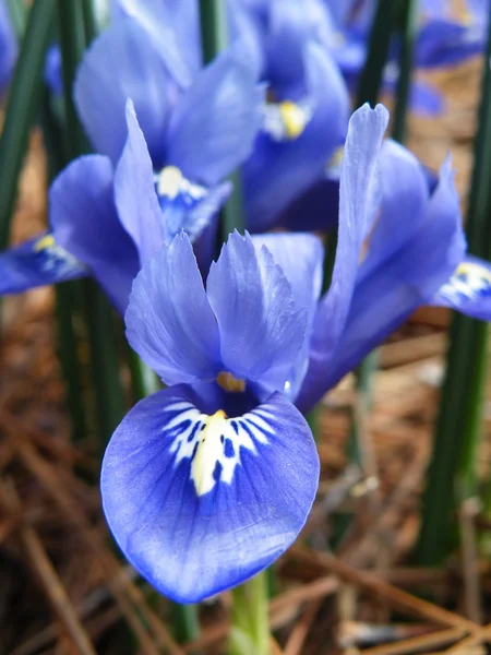 Iris sibirica — Stockfoto