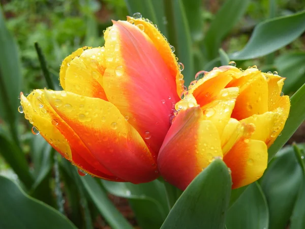 Bi-flowers tulip — Stock Photo, Image