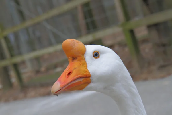 Retrato do ganso — Fotografia de Stock