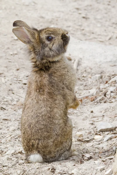 Tavşancık Stok Resim