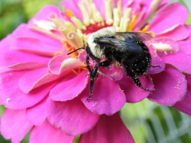 Bumble bee zinnia çiçeği üzerinde