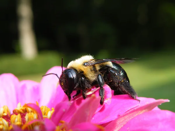 Bumble bee zinnia üzerinde Telifsiz Stok Imajlar