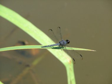 Libellula incesta