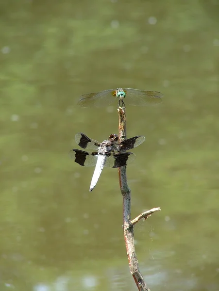 Dragonflies is taking sun bath — Stock Photo, Image