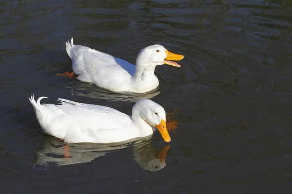 Białe kaczki — Zdjęcie stockowe