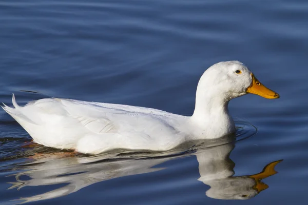 白鸭 — 图库照片