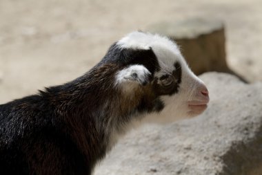 Bebek keçi portresi