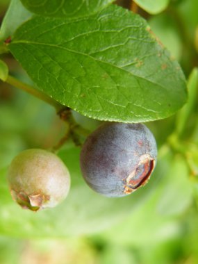 Bluberries yeşil zemin üzerine