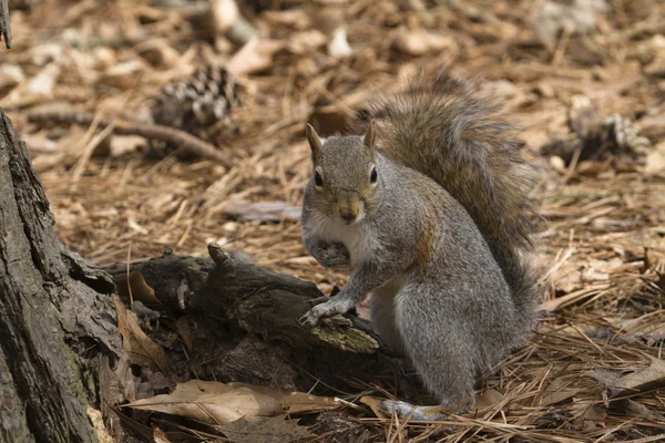 stock image Squirrel on the tree