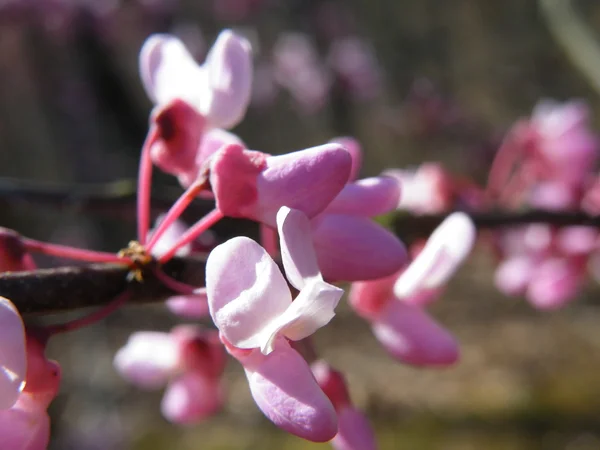 stock image Flowers of Redbud