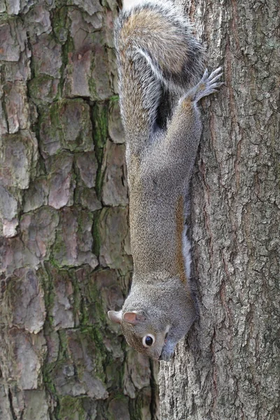 Écureuil sur l'arbre — Photo