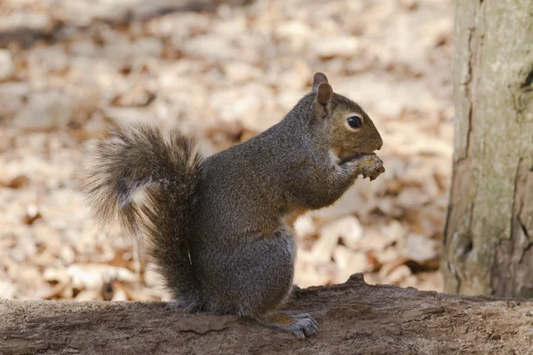 Squirrel on the tree