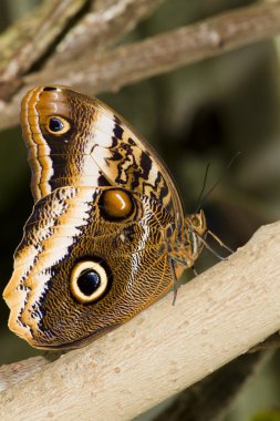 Caligo eurilochus