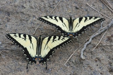 Swallowtail batterfly