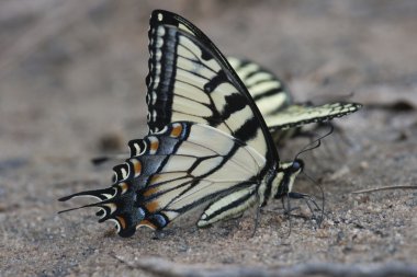 Swallowtail batterfly