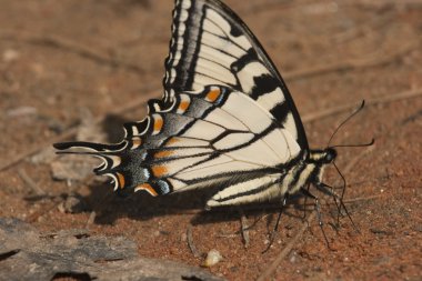 Swallowtail batterfly yalama su