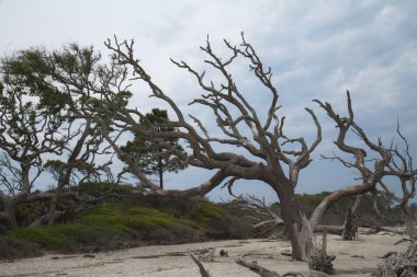 Dalgaların karaya attığı odun Beach