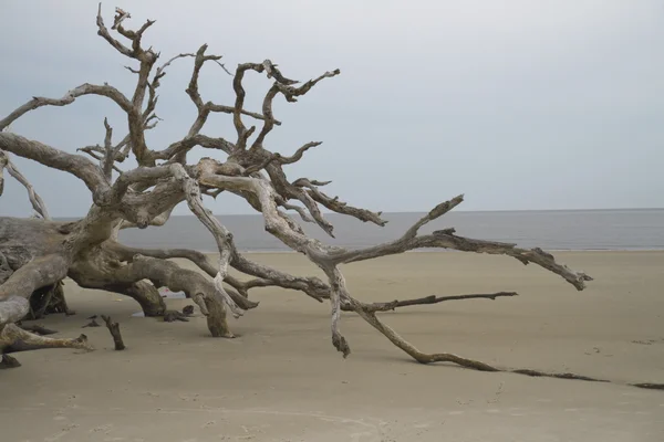 Naplavené dříví na písku — Stock fotografie