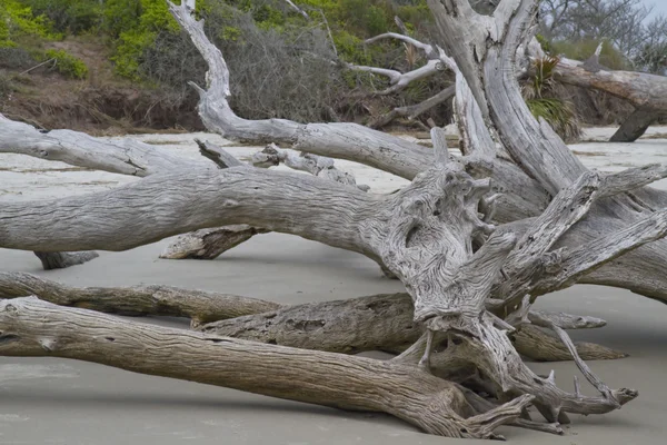 stock image Driftwood on a beach