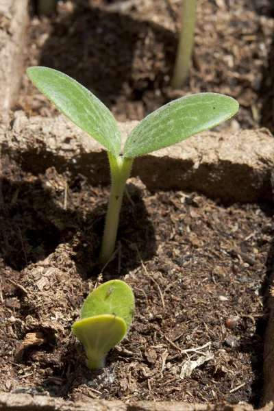 Plantlet av cantaloup — Stockfoto