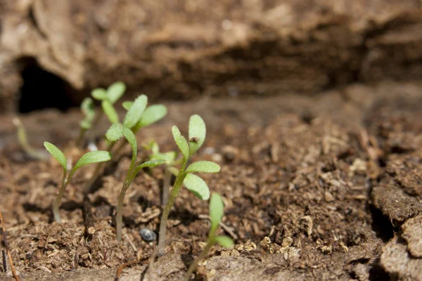 Tiny seedlings — Stock Photo, Image