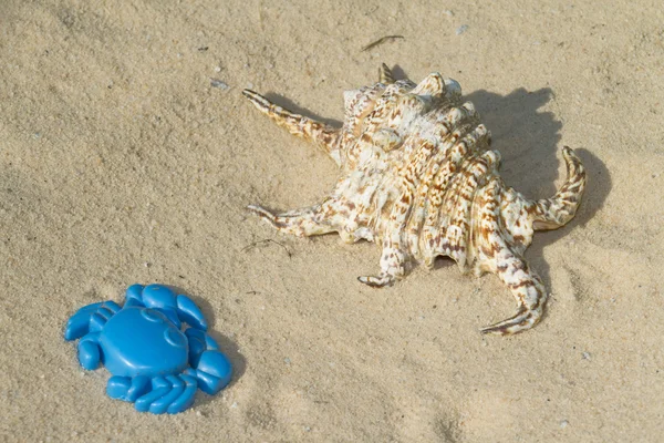 Concha do mar e brinquedo — Fotografia de Stock