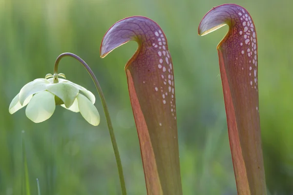 stock image Hooded pitcher plant with flower