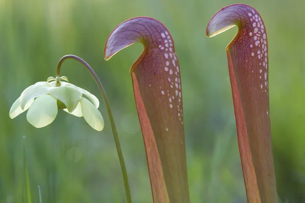 Hooded pitcher växt med blomma Stockbild